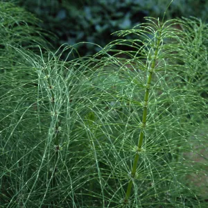 Equisetum, Santa Barbara Botanic Garden