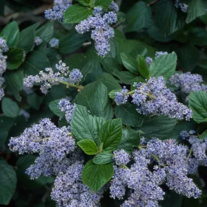Ceanothus arboreus, Santa Barbara Botanic Garden