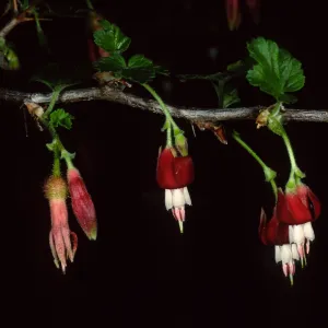Ribes tracherianum, Santa Barbara Botanic Garden