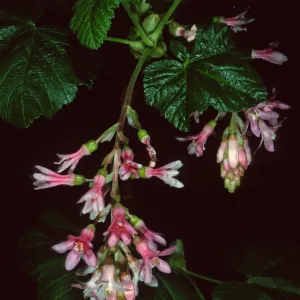 Ribes sanguineum glutinosum, Santa Barbara Botanic Garden