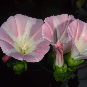 Calystegia macrostegia ‘Anacapa Pink’, Santa Barbara Botanic Garden