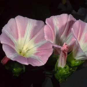 Calystegia macrostegia ‘Anacapa Pink’, Santa Barbara Botanic Garden