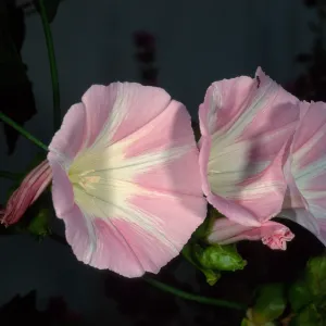 Calystegia macrostegia ‘Anacapa Pink’, Santa Barbara Botanic Garden