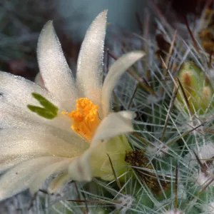 Mammillaria neopalmeri, Calle Poniente, Santa Barbara