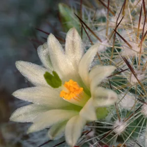 Mammillaria neopalmeri, Calle Poniente, Santa Barbara