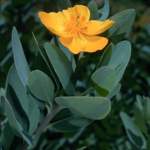 Dendromecon harfordii, Santa Barbara Botanic Garden