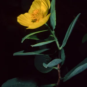 Dendromecon harfordii, Santa Barbara Botanic Garden