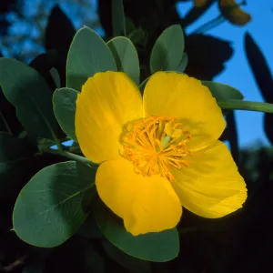 Dendromecon harfordii, Santa Barbara Botanic Garden