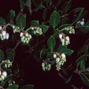 Arctostaphylos hookeri franciscana, Santa Barbara Botanic Garden