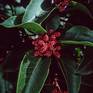 Rhus ovata, Santa Barbara Botanic Garden