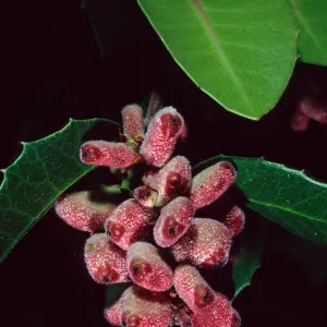 Rhus integrifolia, Santa Barbara Botanic Garden