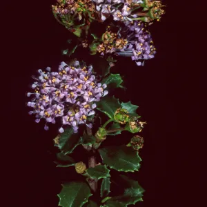 Ceanothus (California Lilac), Santa Barbara Botanic Garden
