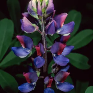 Lupinus succulentus, Santa Barbara Botanic Garden