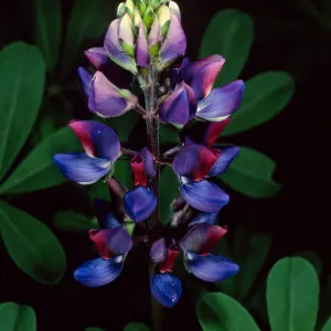 Lupinus succulentus, Santa Barbara Botanic Garden