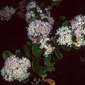 Ceanothus cuneatus fascicularis, Los Osos, San Luis Obispo County