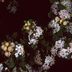 Ceanothus cuneatus fascicularis, Los Osos, San Luis Obispo County