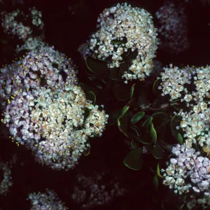 Ceanothus cuneatus fascicularis, Los Osos, San Luis Obispo County