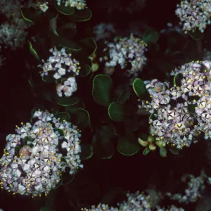 Ceanothus cuneatus fascicularis, Los Osos, San Luis Obispo County