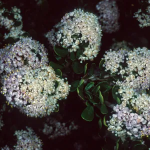 Ceanothus cuneatus fascicularis, Los Osos, San Luis Obispo County