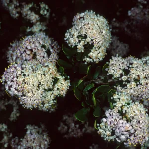 Ceanothus cuneatus fascicularis, Los Osos, San Luis Obispo County