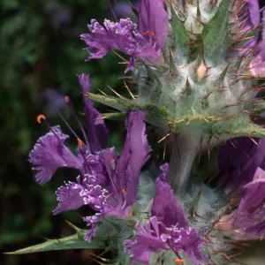 Salvia carduacea (Thistle Sage), Santa Barbara Botanic Garden