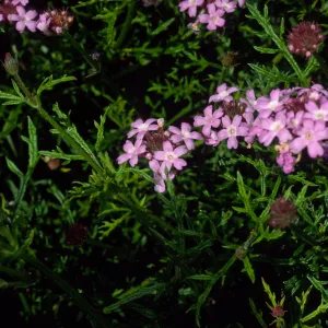 Verbena lilacina, Santa Barbara Botanic Garden