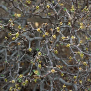 Euphorbia misera, Desert Section, Santa Barbara Botanic Garden