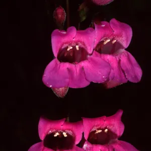 Penstemon, Porter Section, Santa Barbara Botanic Garden