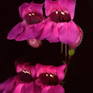 Penstemon, Porter Section, Santa Barbara Botanic Garden