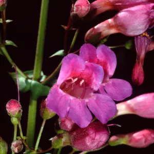 Penstemon, Desert Section, Santa Barbara Botanic Garden