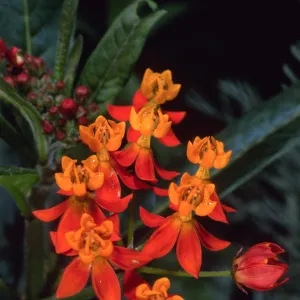 Asclepias tuberosa, Santa Barbara Botanic Garden