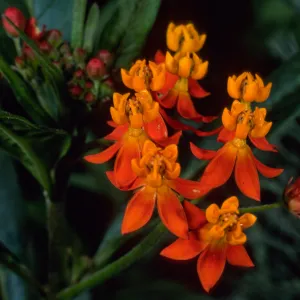 Asclepias tuberosa, Santa Barbara Botanic Garden