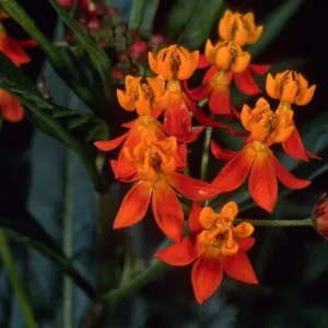Asclepias tuberosa, Santa Barbara Botanic Garden