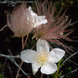 Fallugia paradoxa, Desert Section, Santa Barbara Botanic Garden