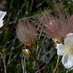 Fallugia paradoxa, Desert Section, Santa Barbara Botanic Garden