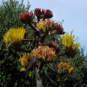 Agave shawii, Desert Section, Santa Barbara Botanic Garden