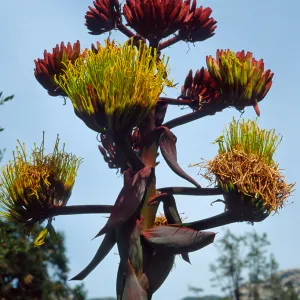 Agave shawii, Desert Section, Santa Barbara Botanic Garden