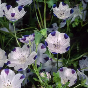 Nemophila maculata, Santa Barbara Botanic Garden
