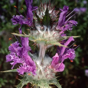 Salvia carduacea (Thistle Sage), Desert Section, Santa Barbara Botanic Garden