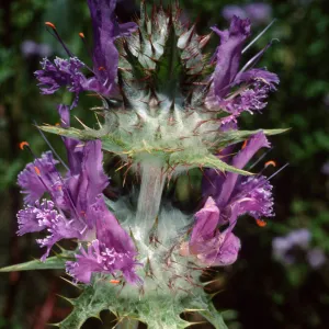 Salvia carduacea (Thistle Sage), Desert Section, Santa Barbara Botanic Garden