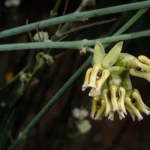 Asclepias, Santa Barbara Botanic Garden
