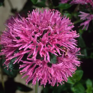 Monardella, Santa Barbara Botanic Garden, Home Demo