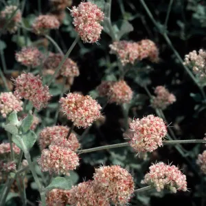 Eriogonum cinereum (coastal wild buckwheat), Santa Barbara Botanic Garden