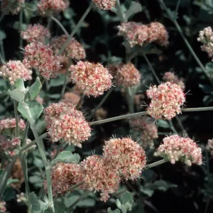 Eriogonum cinereum (coastal wild buckwheat), Santa Barbara Botanic Garden