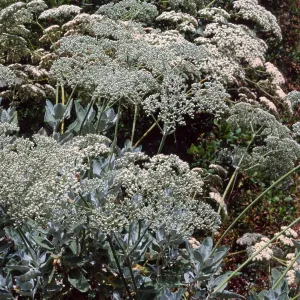 Eriogonum giganteum giganteum, Entrance, Santa Barbara Botanic Garden