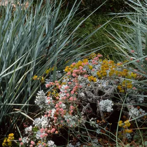 Santa Barbara Botanic Garden