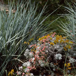 Santa Barbara Botanic Garden