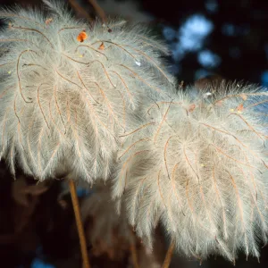 Clematis, Santa Barbara Botanic Garden