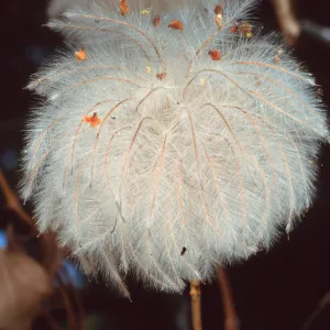 Clematis, Santa Barbara Botanic Garden