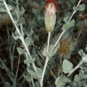Brickellia, Santa Barbara Botanic Garden